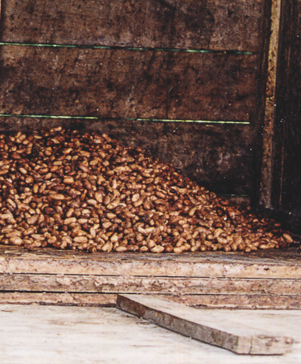 Fermentation Chocolats de Plantation Mangaro CLUIZEL