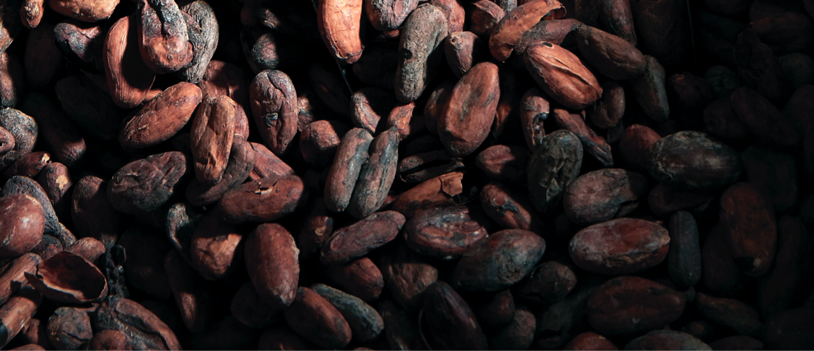 Torréfaction Chocolats de Plantation CLUIZEL