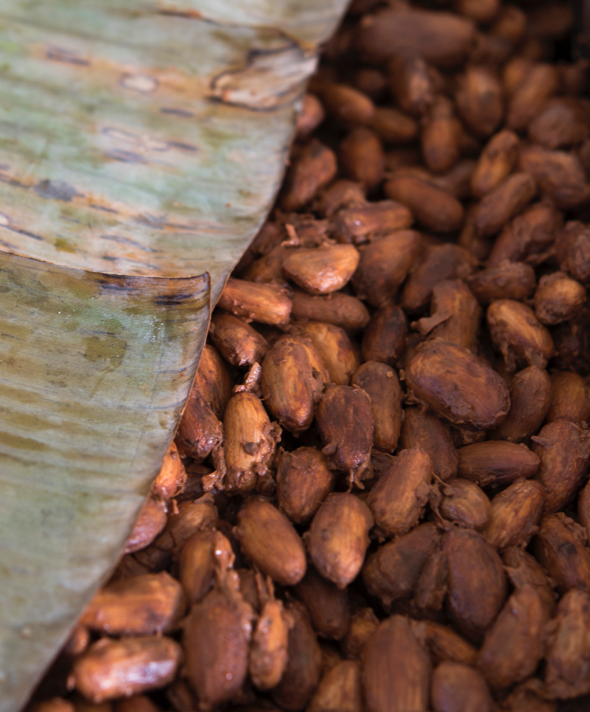 Fermentation Chocolats de Plantation Riachuelo CLUIZEL