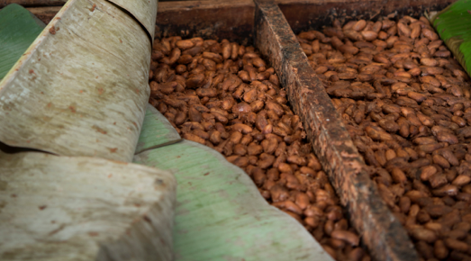 Fermentation Chocolats de Plantation Riachuelo CLUIZEL