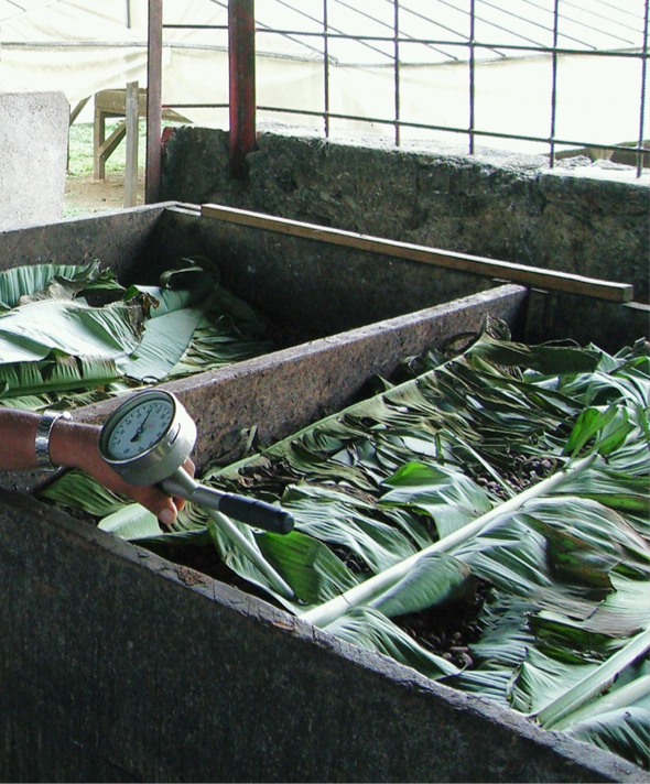 Fermentation Chocolats de Plantation Vila Gracinda CLUIZEL